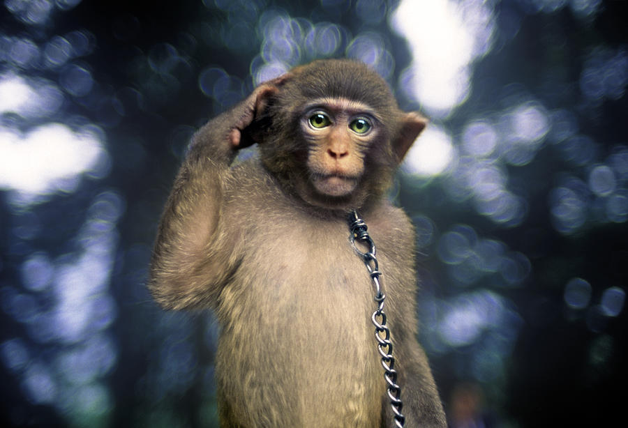 Monkey scratching head, close-up Photograph by Eric Van Den Brulle