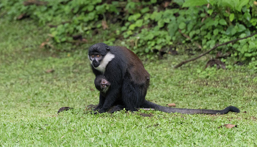 Monkey See Photograph by Alex Lapidus