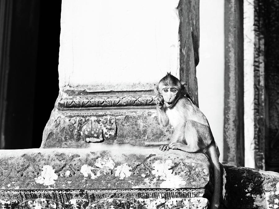 Black And White Photograph - Monkey Siem Reap Angkor Wat by Brad Fike