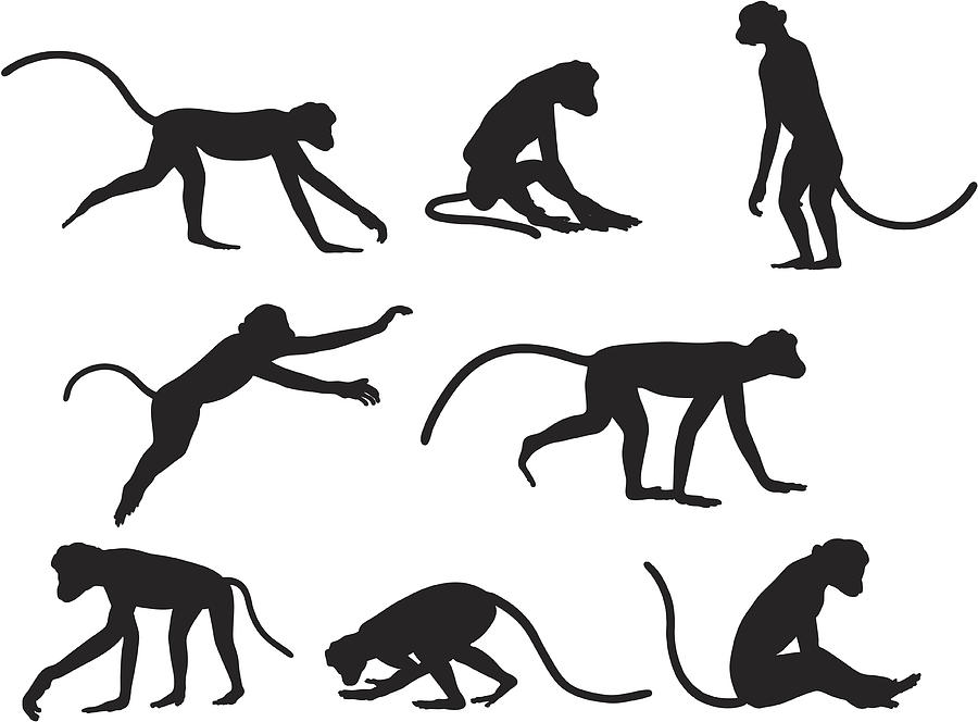 Monkey Silhoutte Collection Drawing by Hypergon