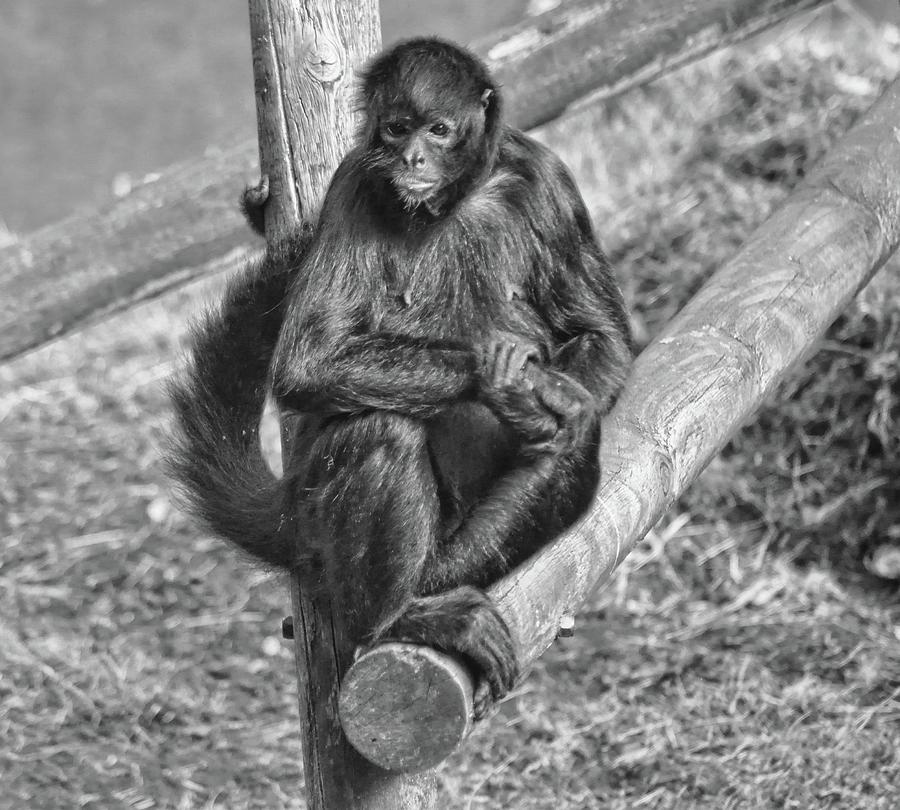 Monkey Sitting Mono Photograph