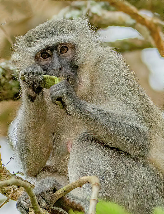 Monkey Snack  Photograph by Marcy Wielfaert