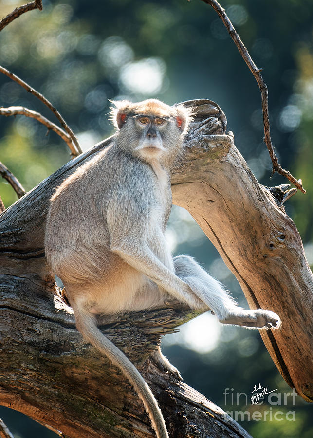Monkey Photograph by TK Goforth