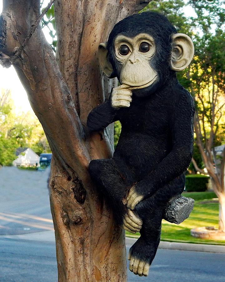 Monkey Tree Photograph by Andrew Lawrence