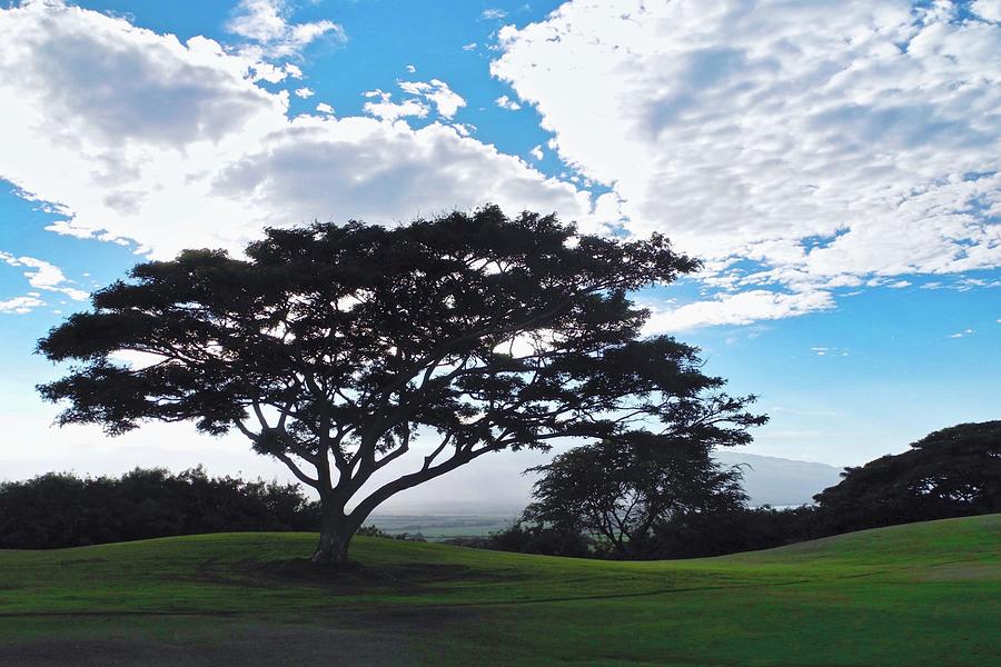 Monkeypod Tree in Maui Photograph by Kirsten Giving
