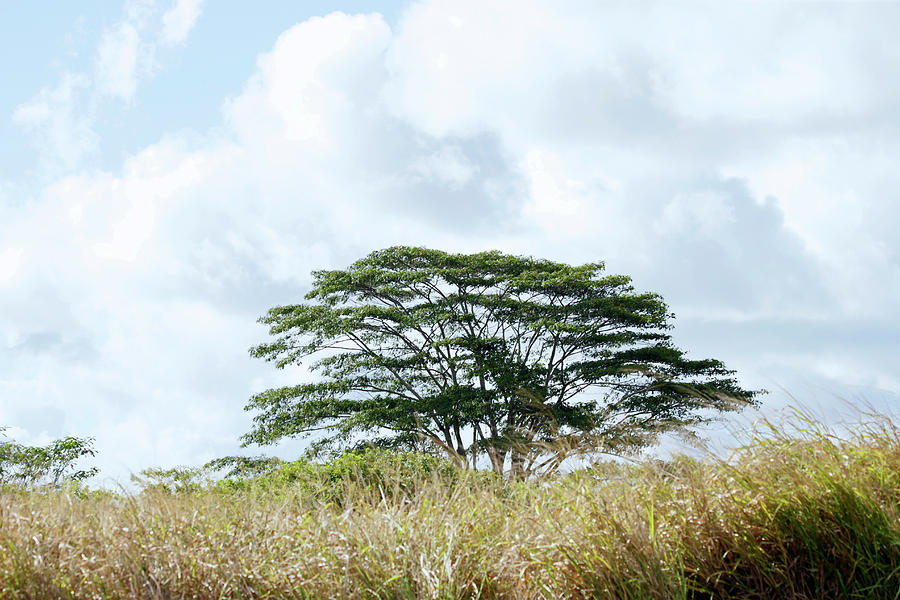 Monkeypod Tree Photograph