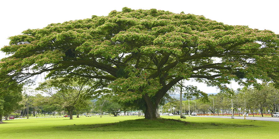 MonkeyPod Tree Wailoa Park Photograph by Heidi Fickinger