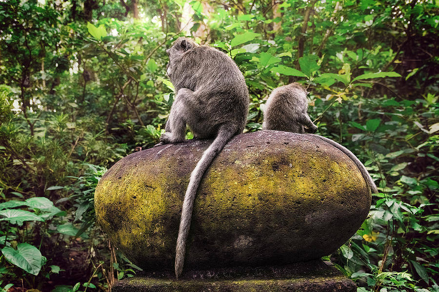 Jungle Photograph - Monkeys and mossy rock by Sergio Florez Alonso