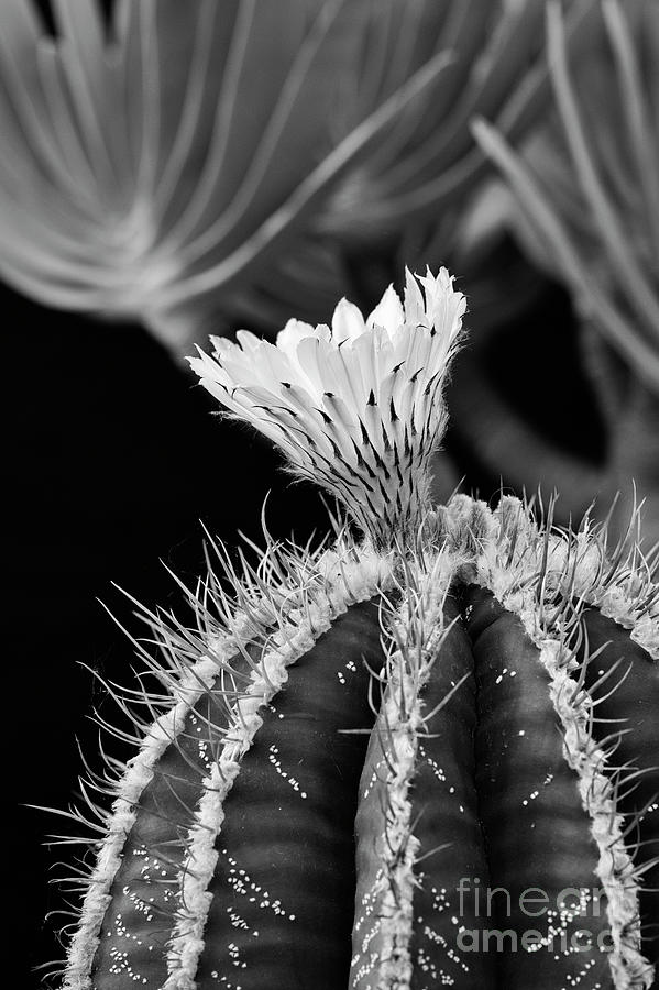 Monks Hood Cactus in Flower Monochrome Photograph by Tim Gainey