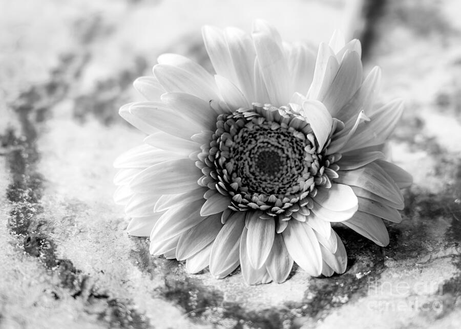 Monochromatic Flower on Abstract Background Photograph by Laura L Leatherwood