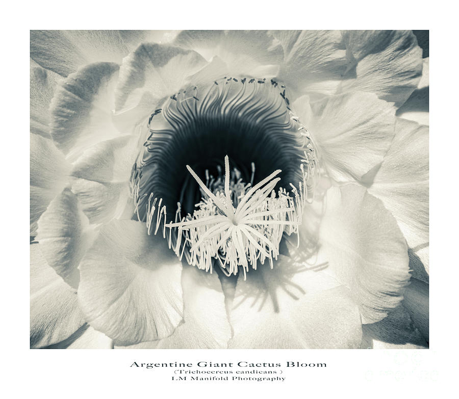 Monochrome Argintine Giant Cactus Bloom Photograph by Lisa Manifold