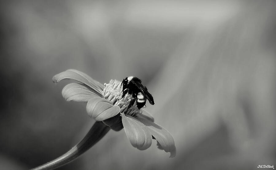 Monochrome Bee on Flower Photograph by Marilyn DeBlock