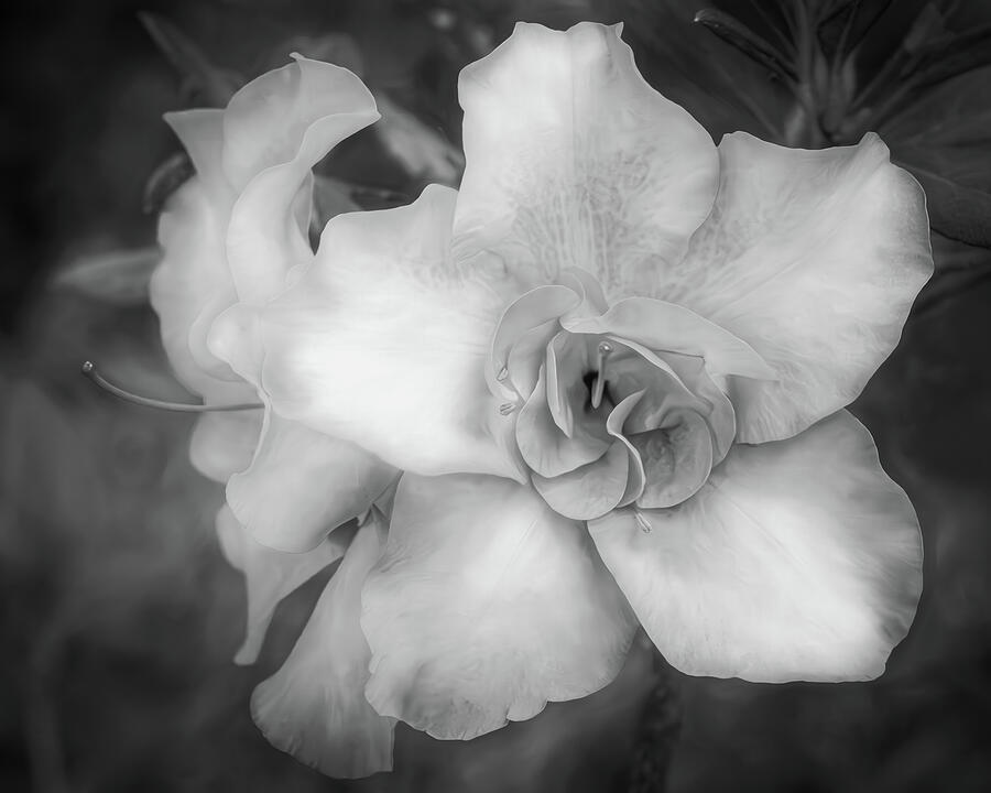 Monochrome Bloom Photograph by Dodie Ross Monochrome Bloom Photograph by Dodie Ross