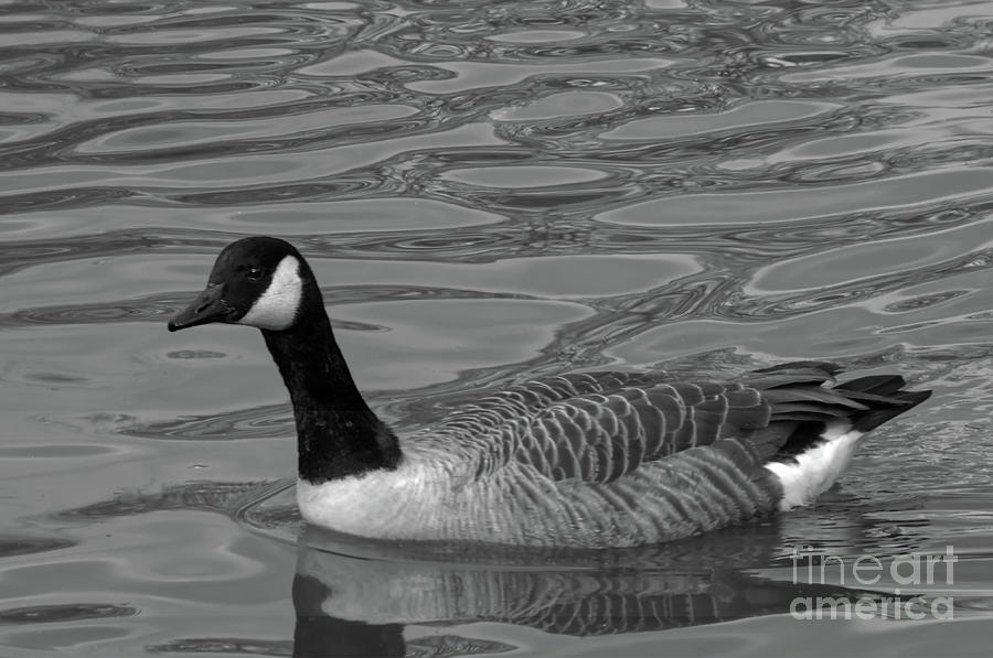 Monochrome Canada Goose, Alkington Woods, Manchester, UK Photograph by Pics By Tony