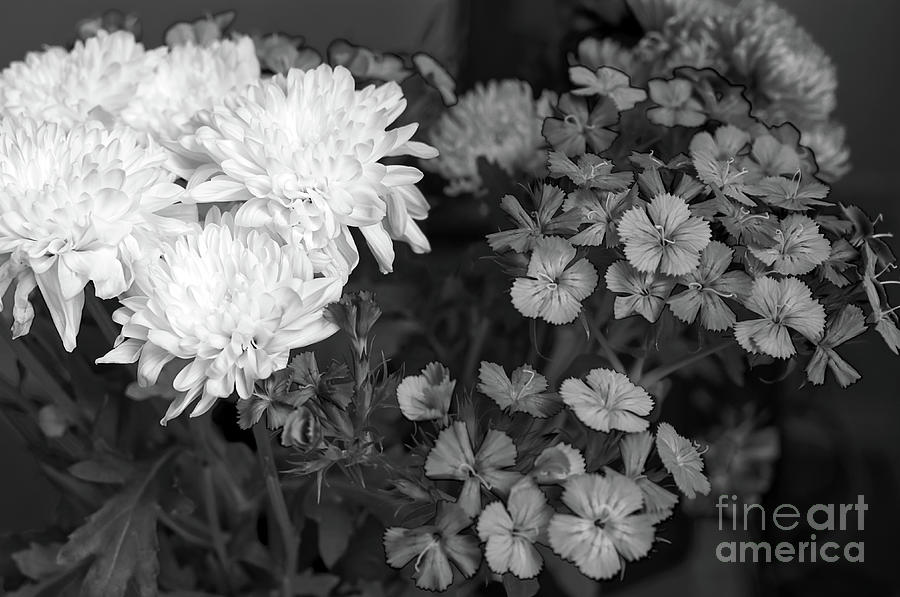 Monochrome Chrysanthemums in a vase Photograph by Pics By Tony