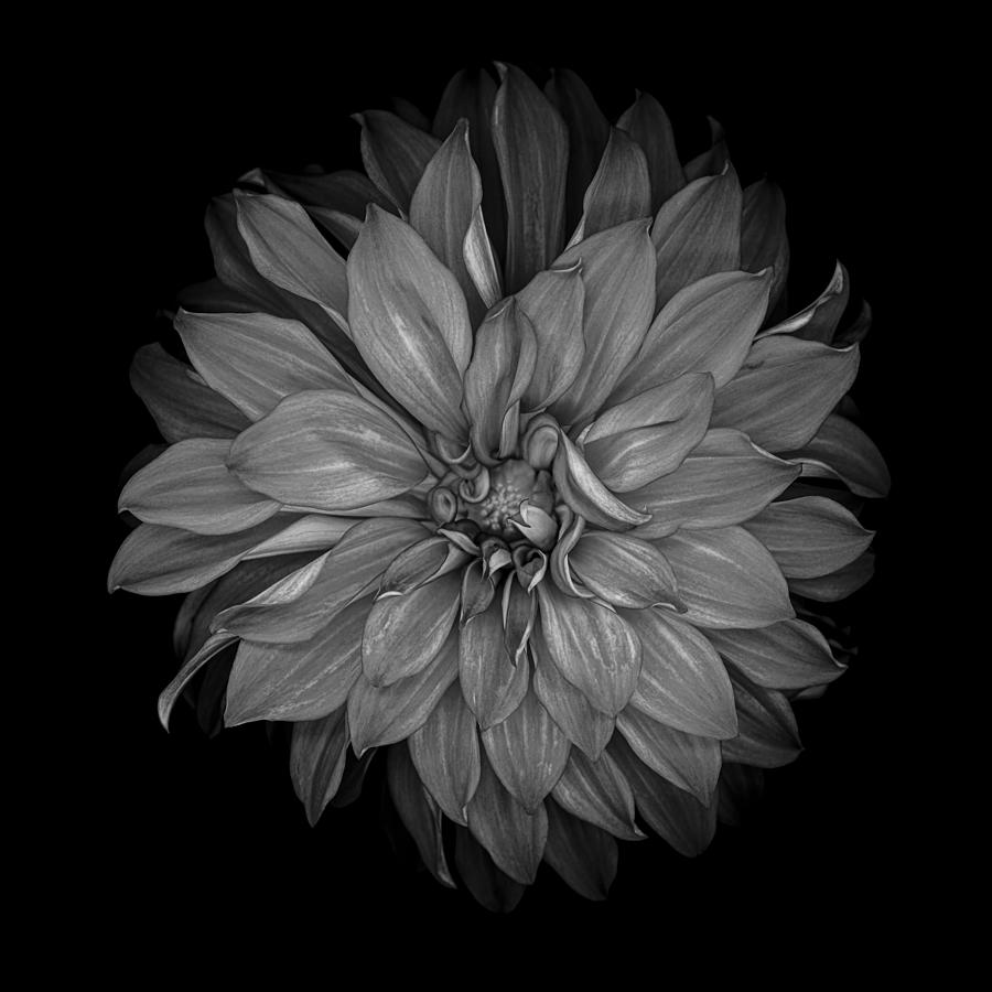 Monochrome dahlia isolated on a black background Photograph by OGphoto