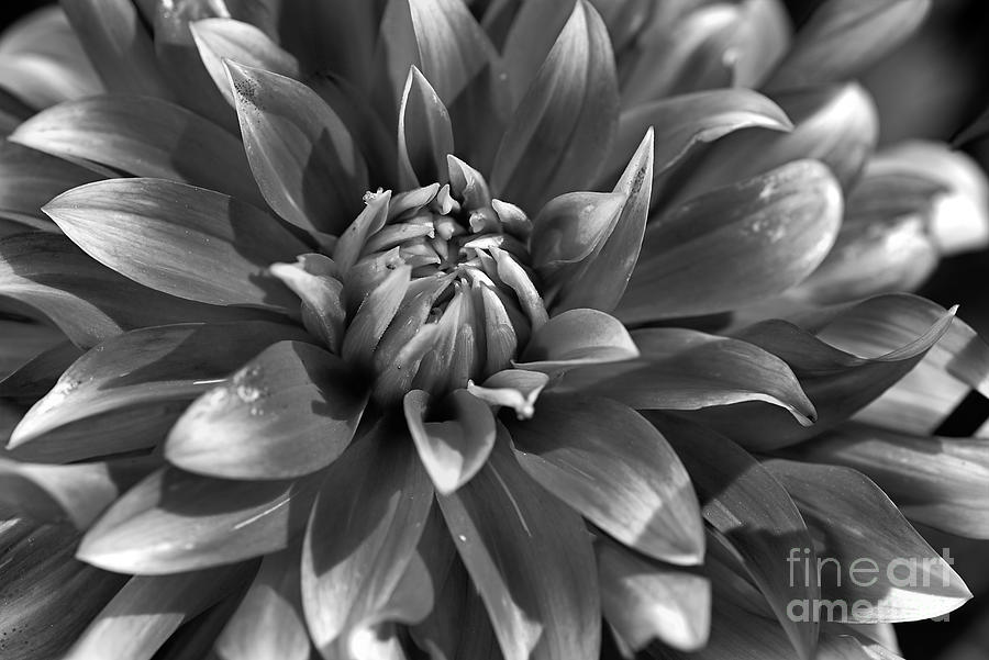 Nature Photograph - Monochrome Dahlia by Joy Watson