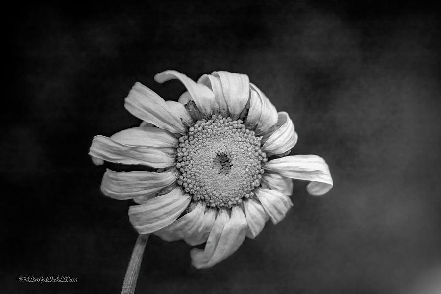 Monochrome Daisy Photograph