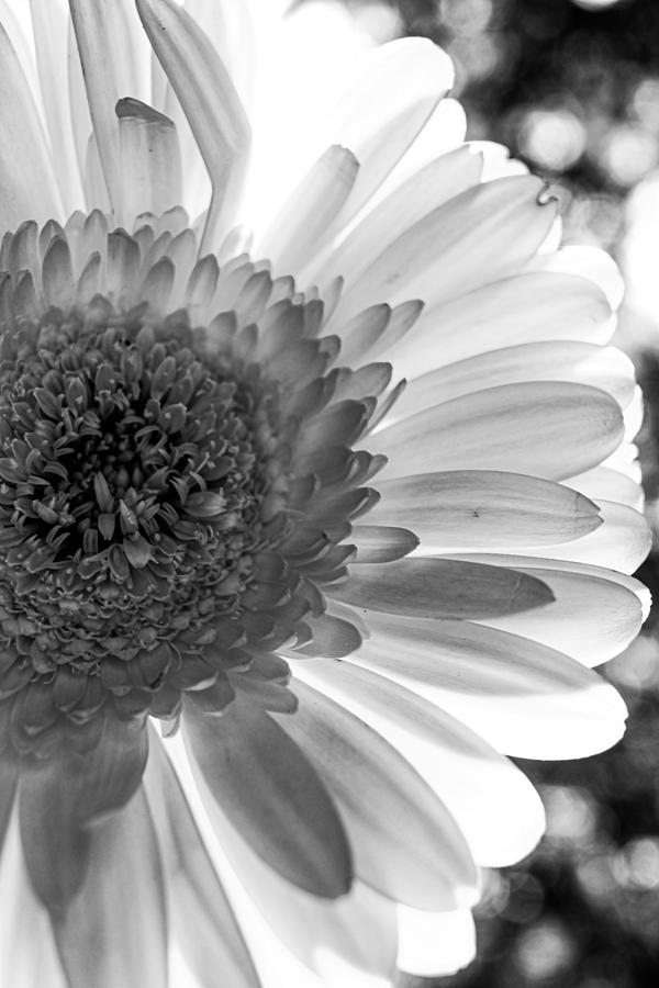 Monochrome Daisy  Photograph by Windy Craig