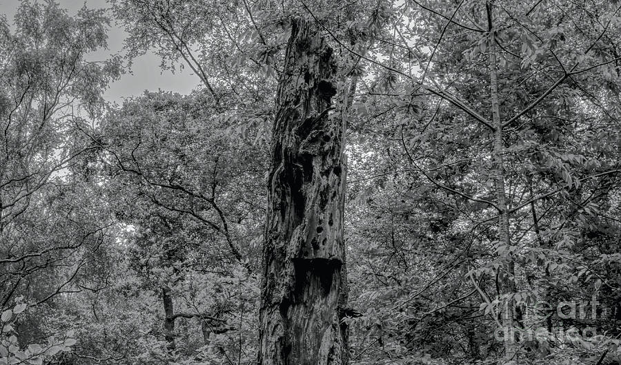 Black And White Photograph - Monochrome dead tree in the Hopwood Woods Nature Reserve 2021 by Pics By Tony