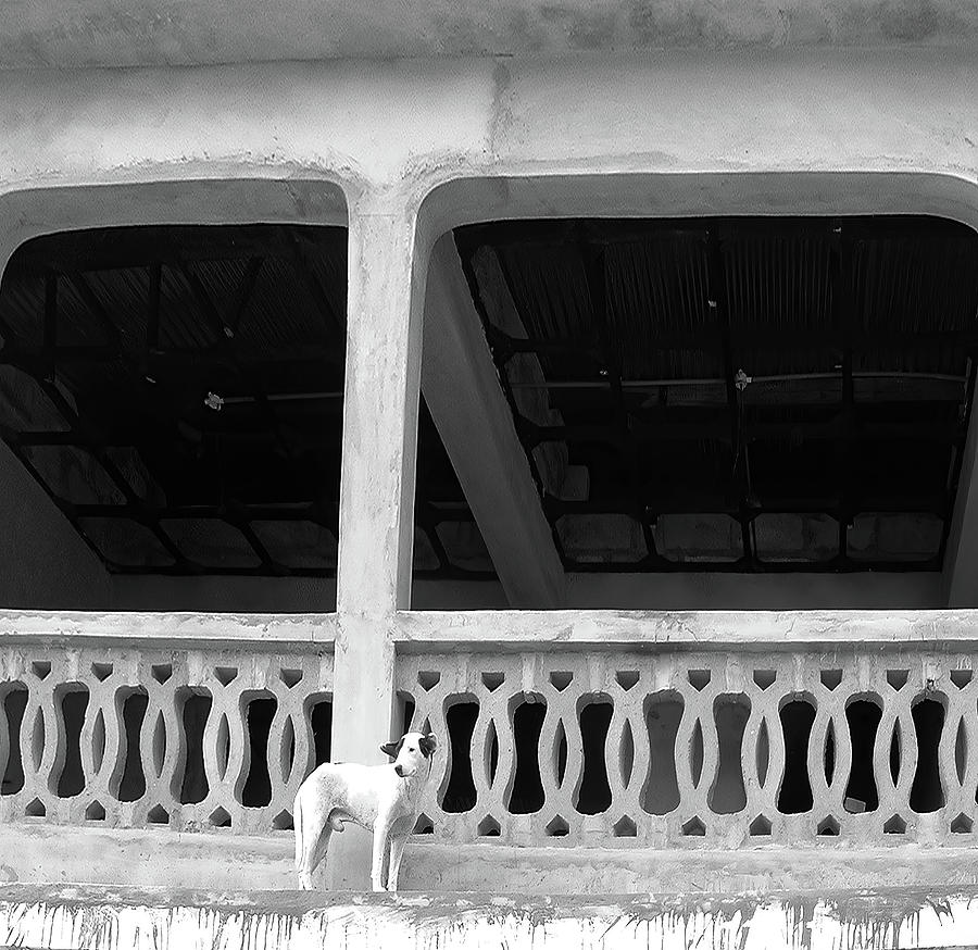 Monochrome Dog on a Roof in Ghana Photograph by Wayne King