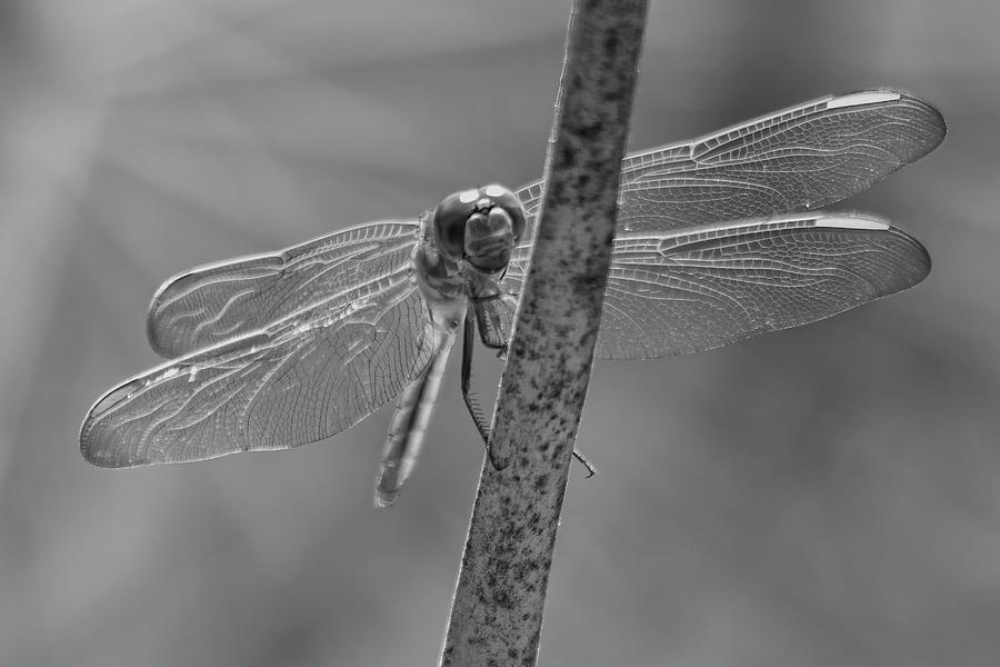 Monochrome Dragonfly Photograph by Robert Wilder Jr