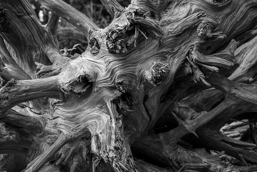 Monochrome Driftwood Photograph by Robert Potts