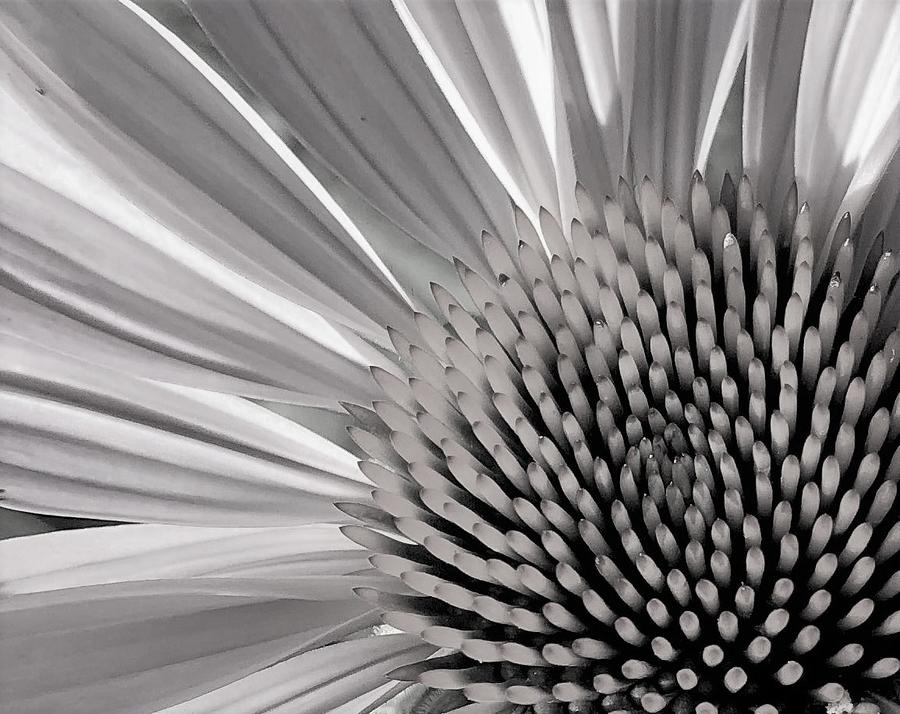 Monochrome Flower Photograph by Rachelle Stracke