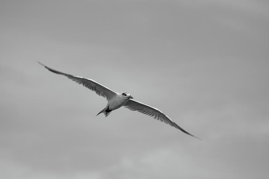 Monochrome Flying Gull Photograph by Robert Wilder Jr
