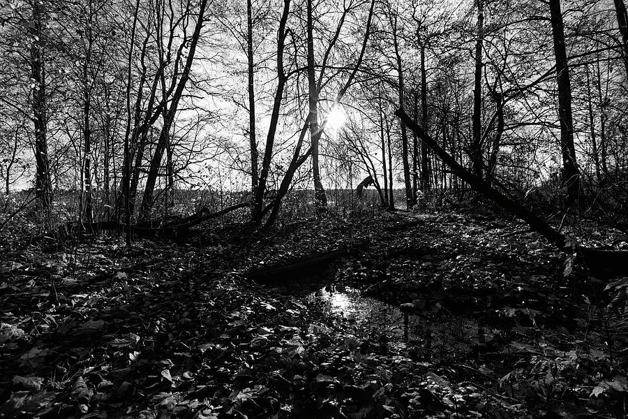  Monochrome Forest For My Soul Photograph by Aleksandrs Drozdovs