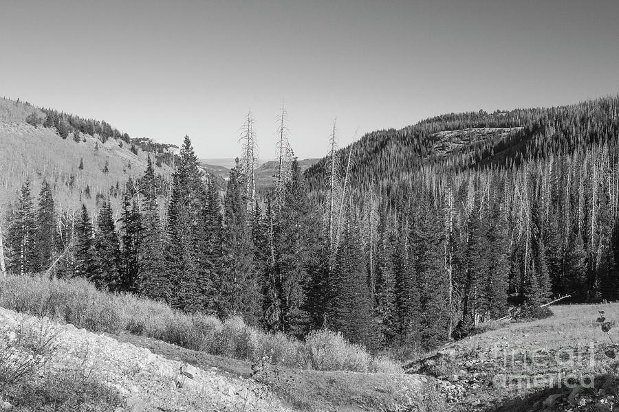 Monochrome Forest Photograph by MaKenna Harmon - Fine Art America