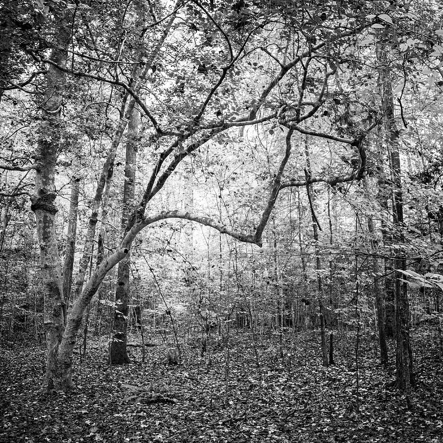 Monochrome Forest Scene Near Island Creek Photograph by Bob Decker