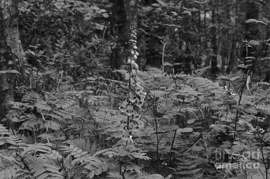 Monochrome Foxglove  in the Hopwood Woods Nature Reserve 2021 Photograph by Pics By Tony