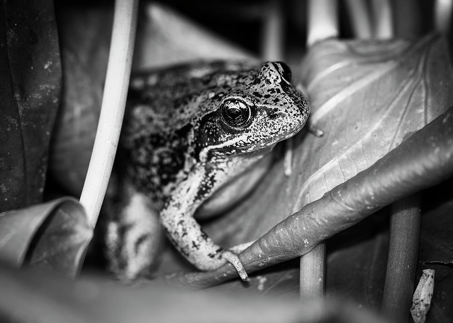 Monochrome Frog on Wapato Photograph by Robert Potts