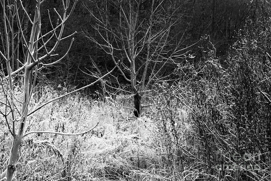 Monochrome frosty trees Photograph by Pics By Tony