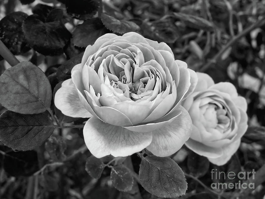Monochrome garden roses Photograph by Pics By Tony