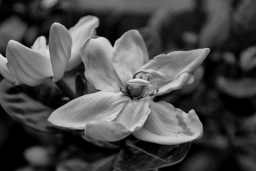 Monochrome Gardenia Photograph by Robert Wilder Jr
