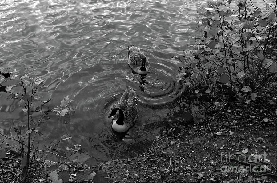 Monochrome Geese Photograph by Pics By Tony