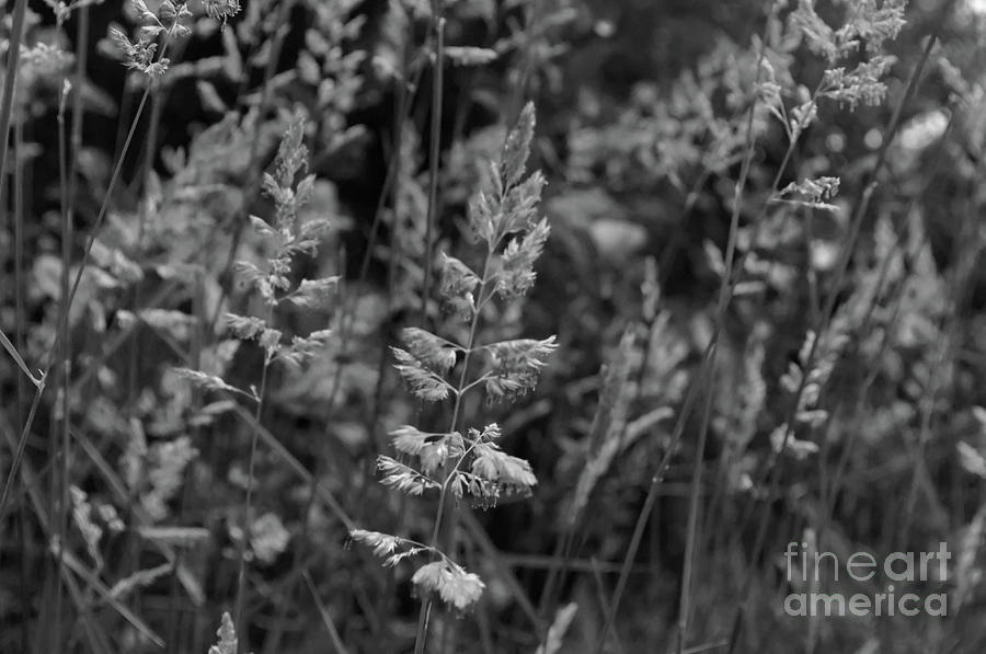 Monochrome Grassland in the Hopwood Woods Nature Reserve 2021 Photograph by Pics By Tony