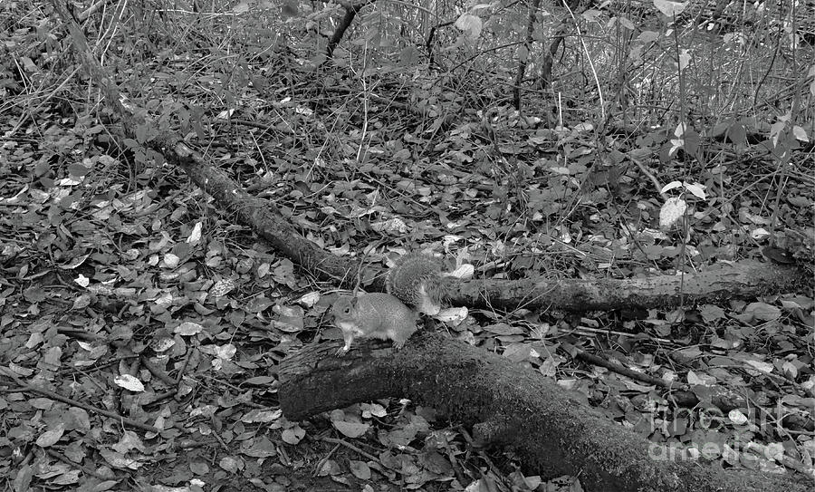 Monochrome Eastern grey squirrel, in Alkington Woods, My squirrel, Alkington Woods, Middleton, UK Photograph by Pics By Tony