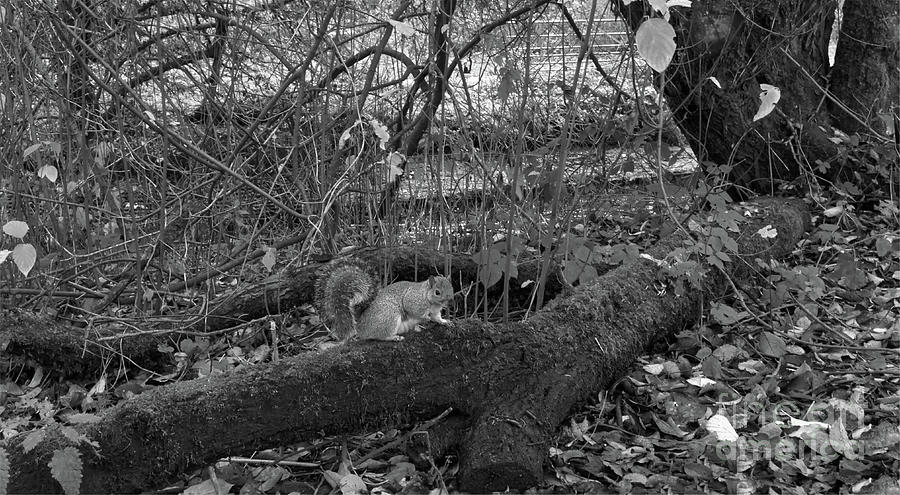 Monochrome grey squirrel, Alkington Woods, UK Photograph by Pics By Tony