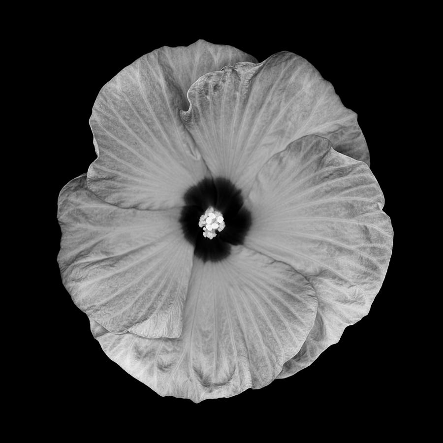 Monochrome hardy hibiscus Photograph by OGphoto