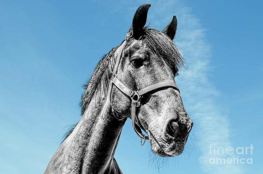 Monochrome horse against blue sky Photograph by Pics By Tony