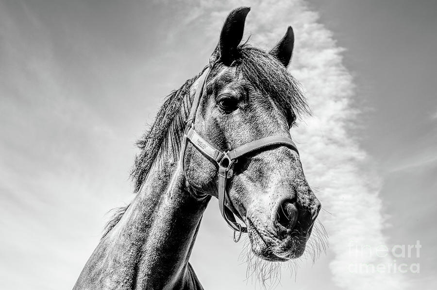 Monochrome horse head Photograph by Pics By Tony