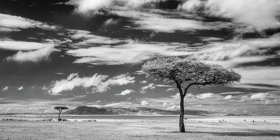 Monochrome infrared East African grasslands Photograph by Murray Rudd