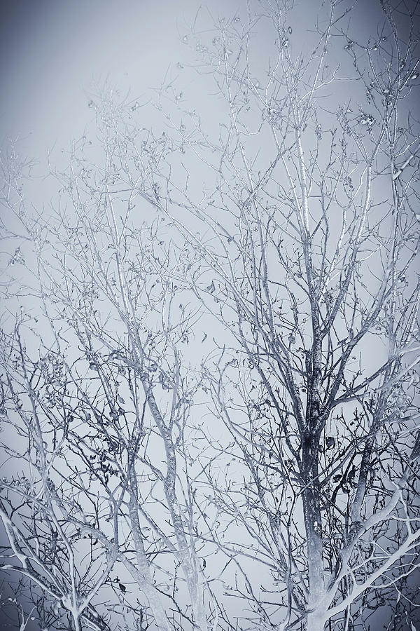 Monochrome Leafless December Trees Photograph by W Craig Photography