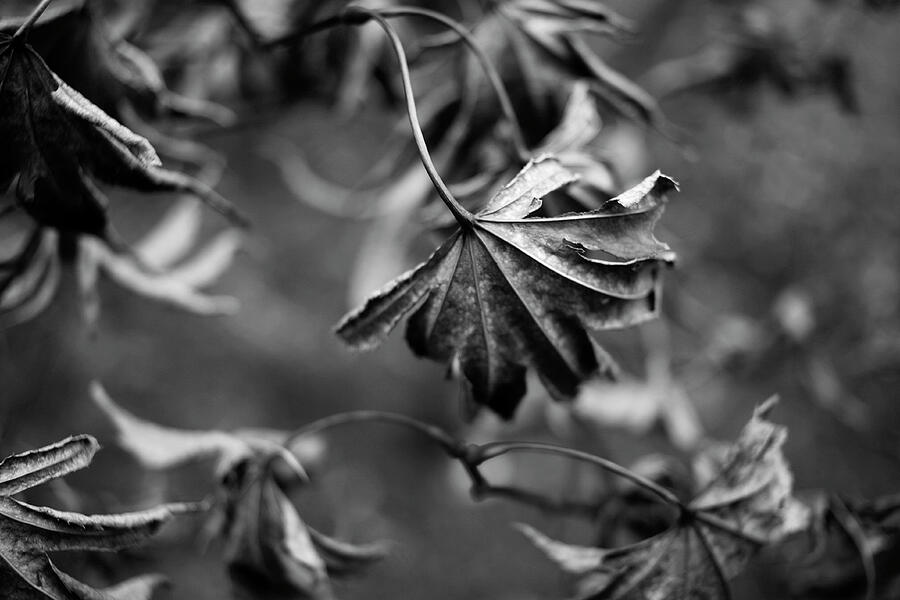 Monochrome Leaves - December 2024 Photograph by Joseph A Langley Monochrome Leaves - December 2024 Photograph by Joseph A Langley
