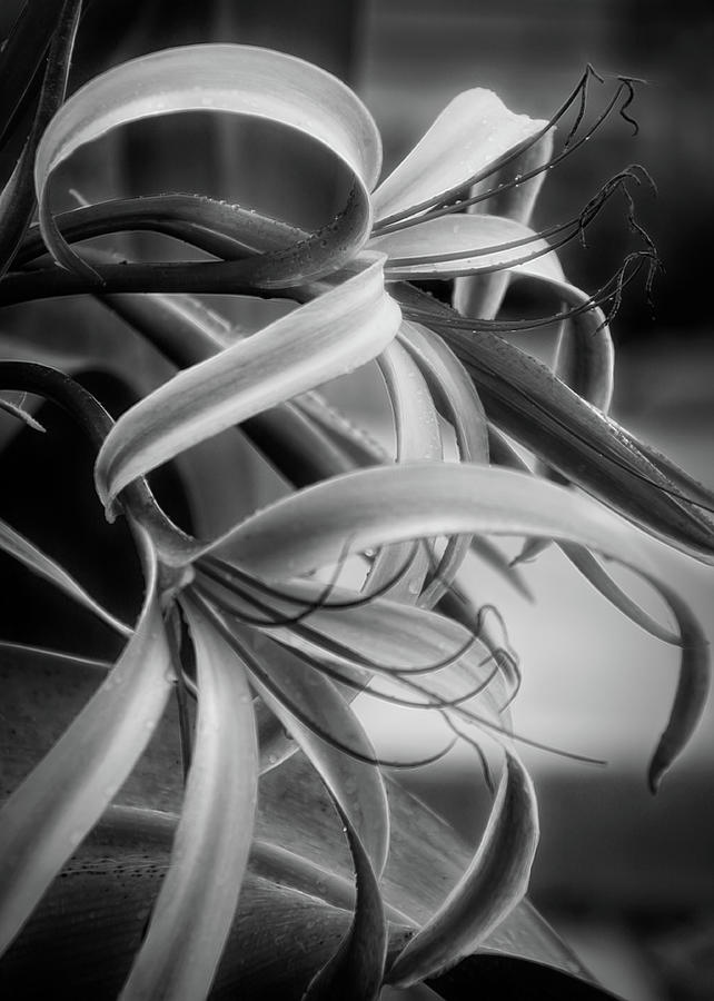 Monochrome Lilies Photograph by Karen Sirnick