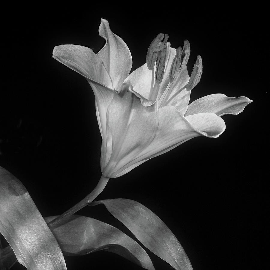 Monochrome Lily on Black Background Photograph by David and Carol Kelly