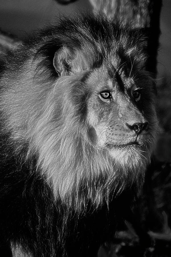 Monochrome Lion Photograph by Wes and Dotty Weber